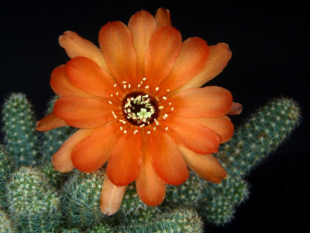 Chamaecereus